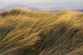 grass blown by wind