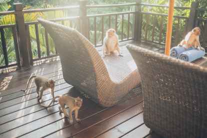 monkeys on seats and floor