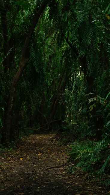 Jungle Path