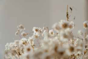 white dandelion in close up photography