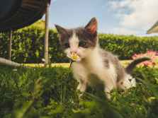white and grey kitten smelling white daisy flower